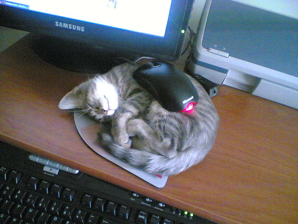 Cat asleep on computer keyboard.