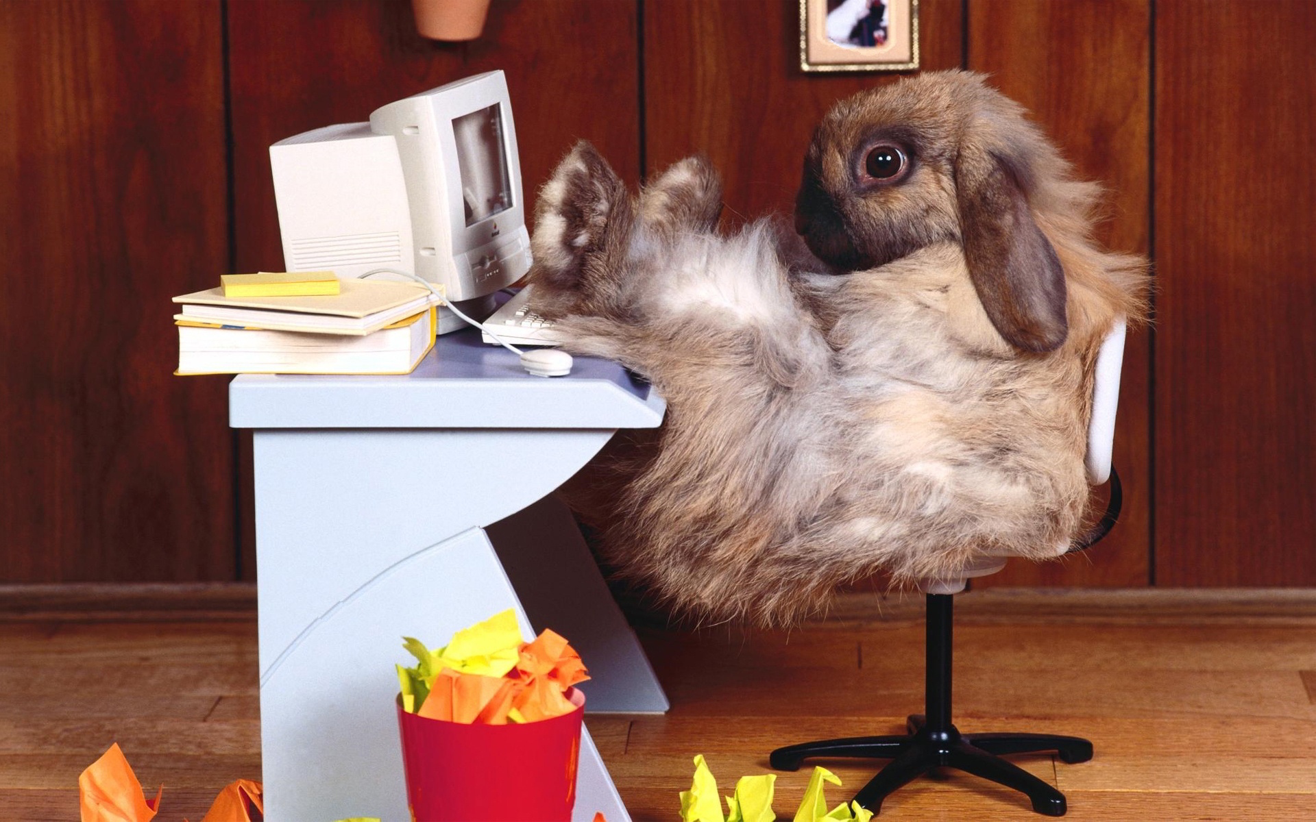 Rabbit at computer desk. 