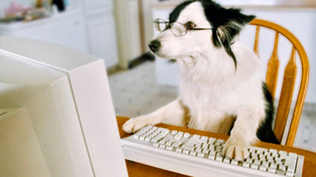 Black and white dog with classes using a computer.